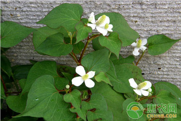 2018年农业种植什么东西最挣钱,今年种什么经济作物最赚钱