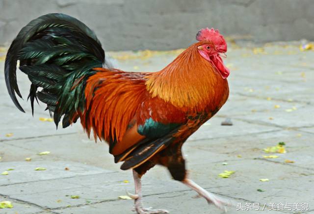 农村赶集挑鸡鸭,农村赶大集买鸡