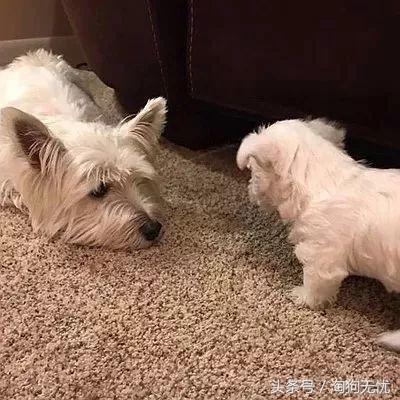 上班没时间怎么照顾小奶狗,上班族如何照顾好自己的狗狗