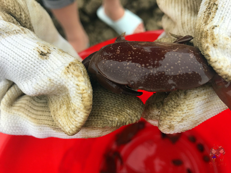 火山石晒盐，活珊瑚与苏东坡的晚年——我在海南画了一个圈儿,6