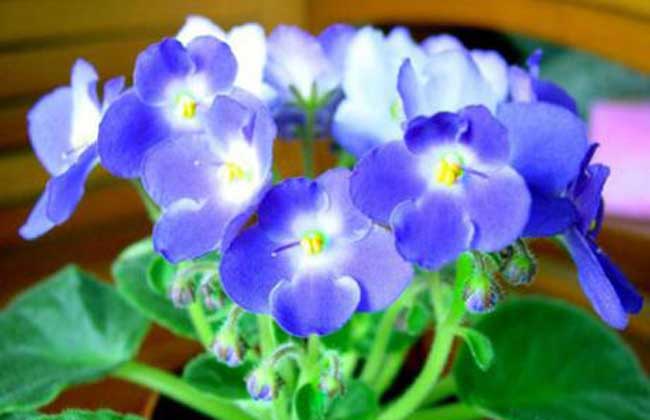 紫罗兰栽培技术重点,紫罗兰栽培技术与管理