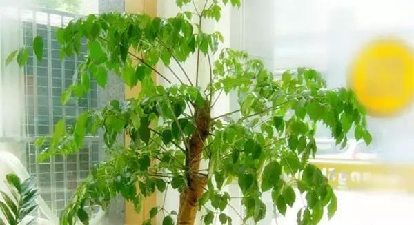 这八种植物养在家里,镇宅守业,招财进宝