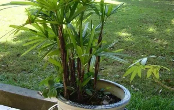 这八种植物养在家里,镇宅守业,招财进宝