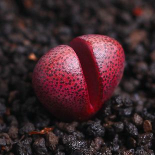 多肉生石花绿色是什么品种,多肉植物生石花干瘪软