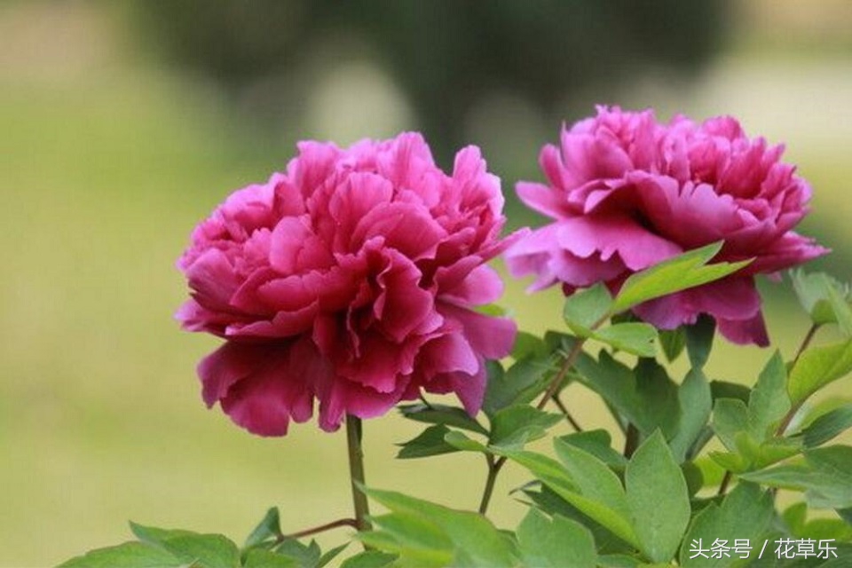 2018十二生肖流年运势详解,2018年十二生肖运势完整版