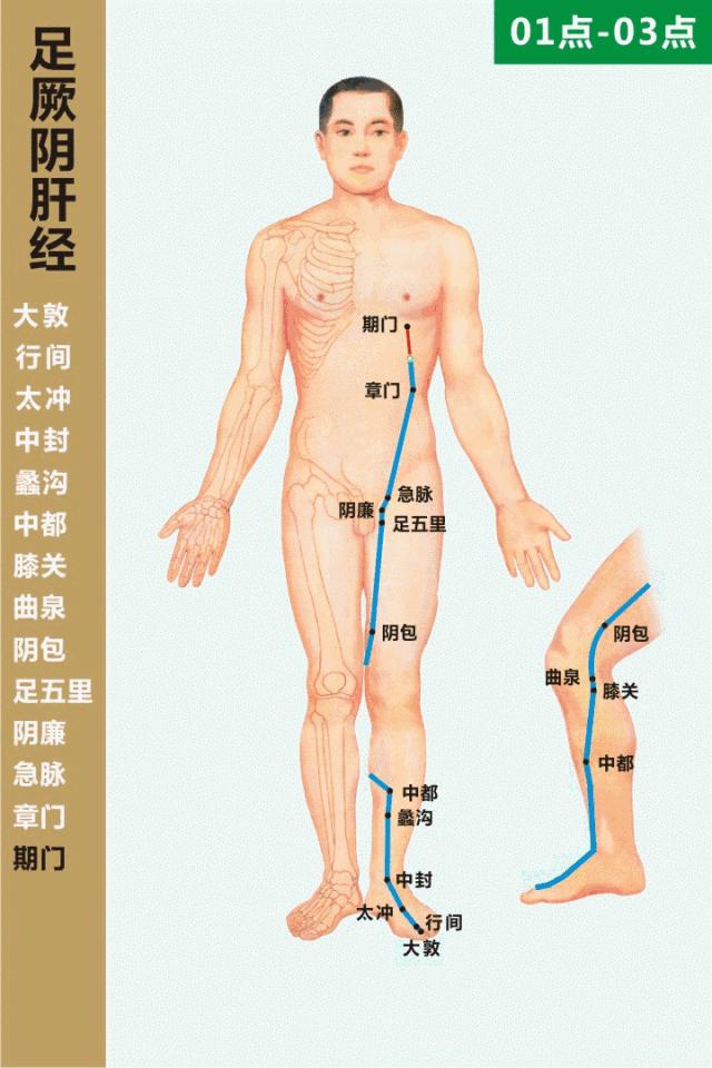 经络循行动画图,肝经经络循行穴位