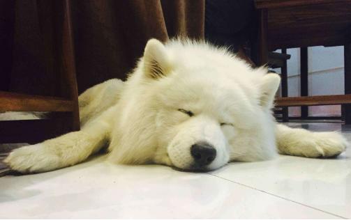 狗狗死前离开家,狗狗临死前跑走