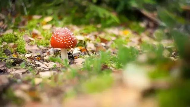 单反相机拍照最佳设置,单反相机拍花如何设置