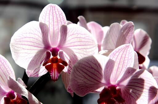 兰花哪个品种好养而且开花时间长,最好养的四季开花兰花排名