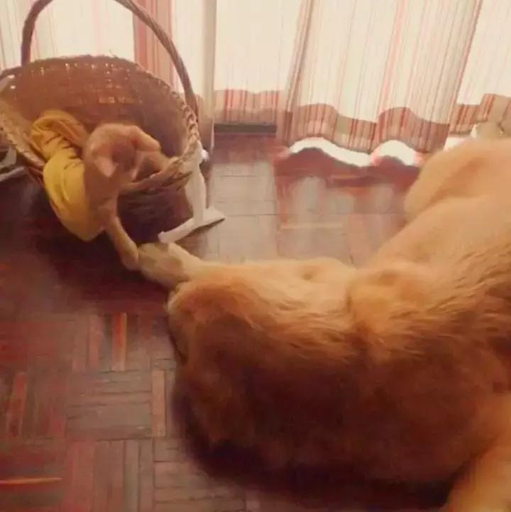 这只金毛和小菊猫的画风太甜啦！情人节狗粮奉上