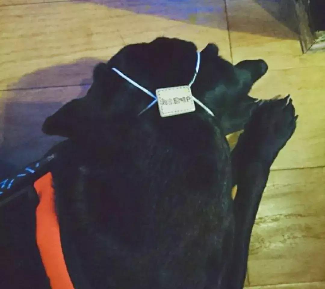 成都的十条网红狗，有的住豪宅穿名牌，比人活得还巴适