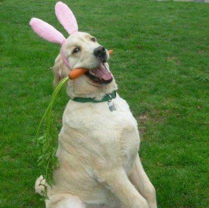 狗狗爱撕毯子,狗狗爱撕纸的行为