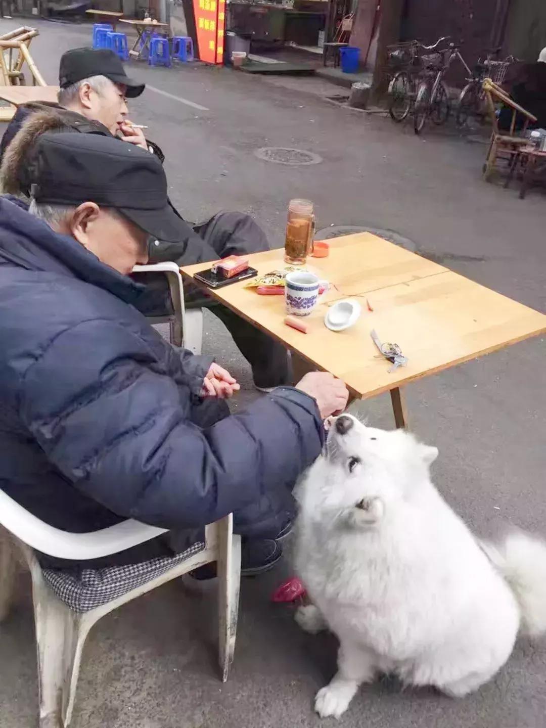 成都的十条网红狗，有的住豪宅穿名牌，比人活得还巴适