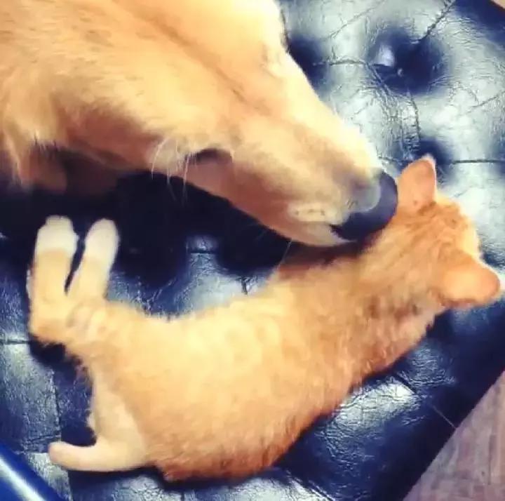 这只金毛和小菊猫的画风太甜啦！情人节狗粮奉上