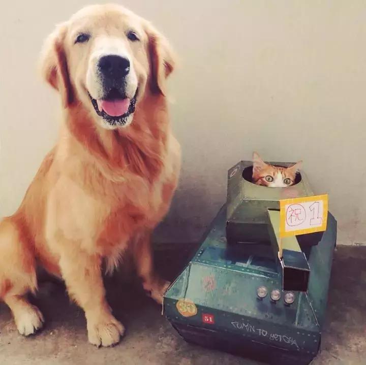 这只金毛和小菊猫的画风太甜啦！情人节狗粮奉上