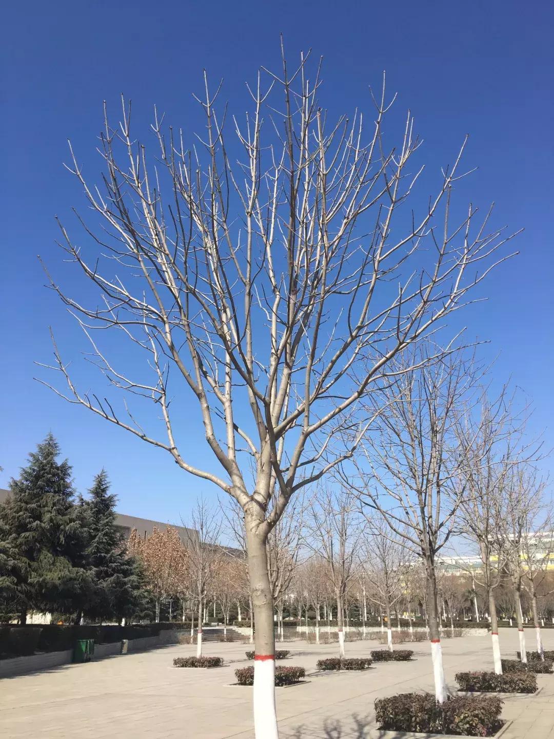 鎺㈢储瑗垮畨鍚勫ぇ楂樻牎,鐩樼偣瑗垮畨鍚勫ぇ楂樻牎