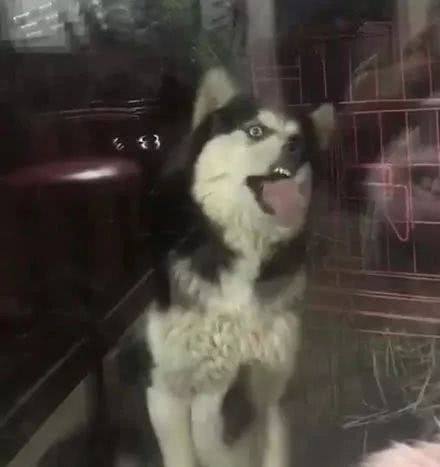 男子便宜买了只哈士奇,男子贪图便宜在网上买了哈士奇