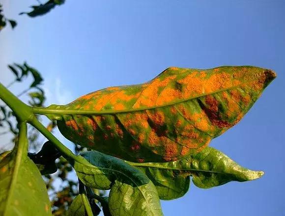 我们自认为美味的香蕉，不过是半个世纪前自然淘汰下的次等品