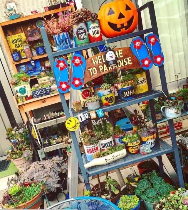 有一家多肉解忧杂货铺是一种怎样的体验