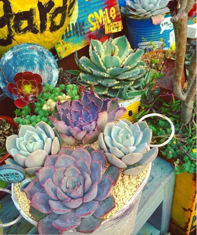 有一家多肉解忧杂货铺是一种怎样的体验