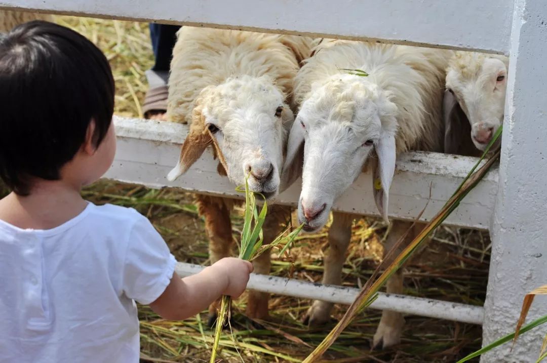 土著带你游东京,土著带你游重庆