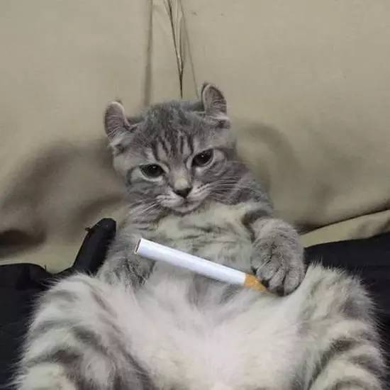 700年前的陶盘，猫认证