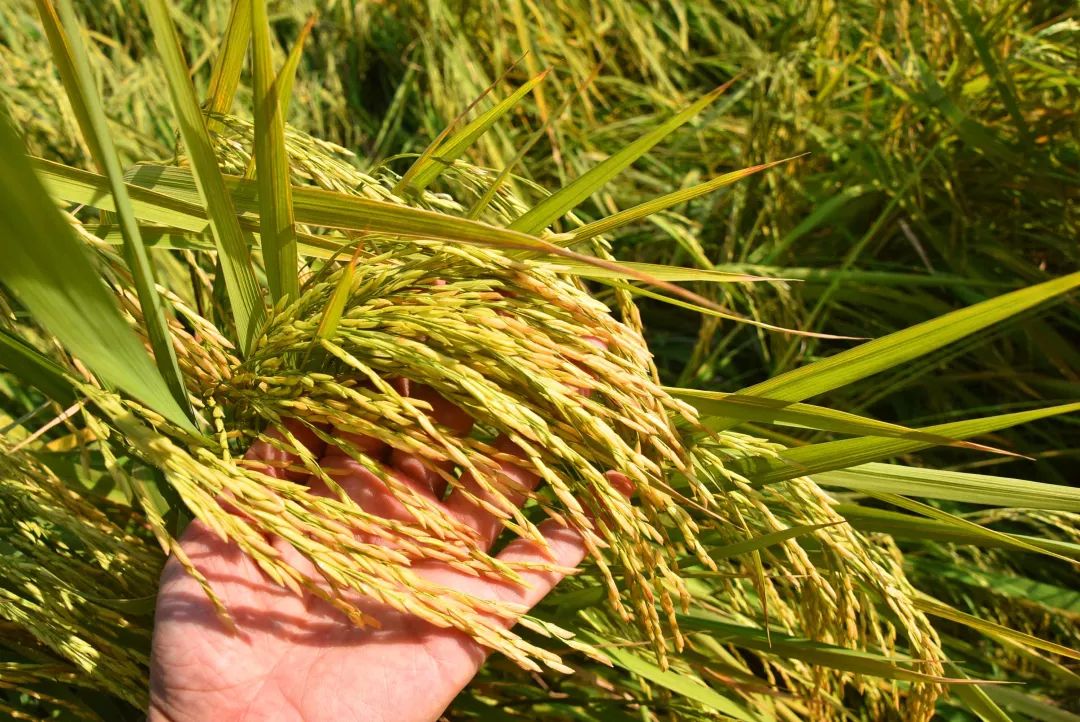 还未脱单？元宵前去东湾村吧，邂逅浪漫！