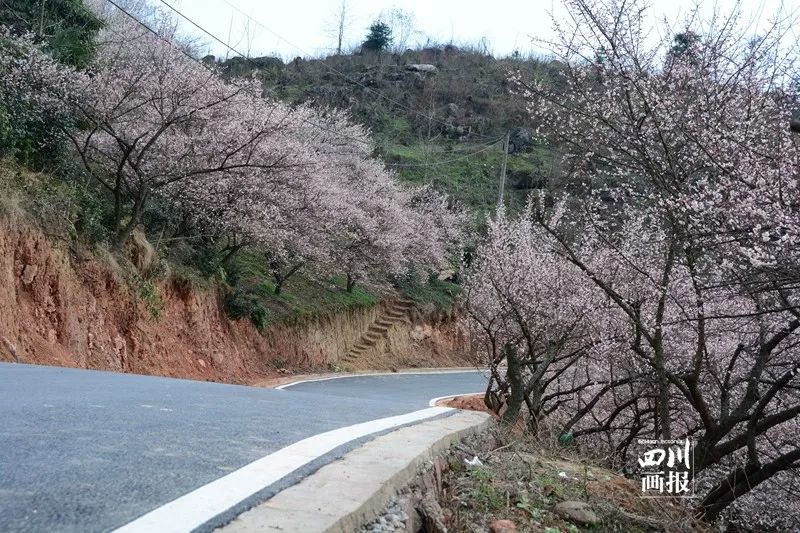 青梅已盛开旅游攻略,青梅已盛开