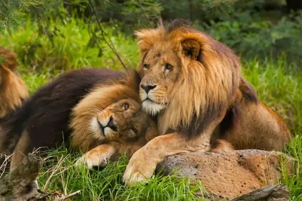 动物界这么多同性恋，是雌雄比例悬殊导致的吗？