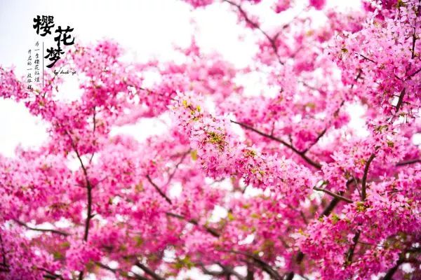 樱花梦日语,永福樱花之旅