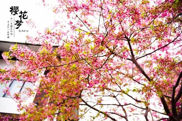 樱花梦日语,永福樱花之旅