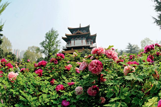 报春技巧,追春的七言诗句