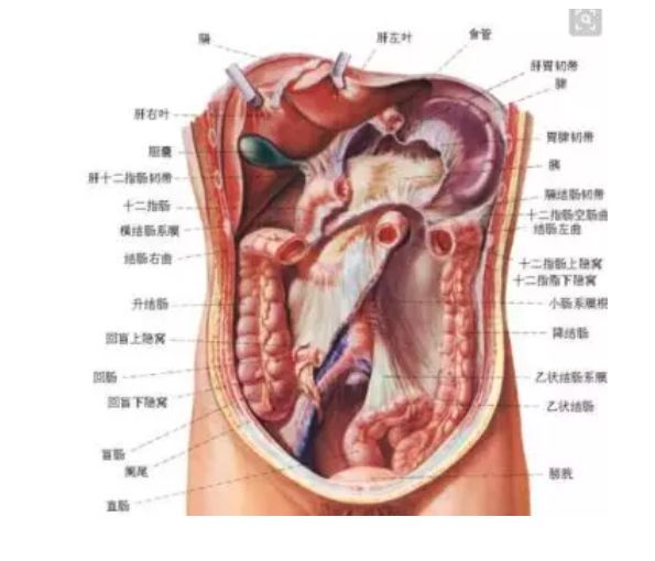 肚子的科普视频,科普人体肚子