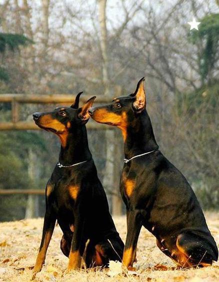 了解狗狗的十大冷知识,狗年狗狗的运势怎么样