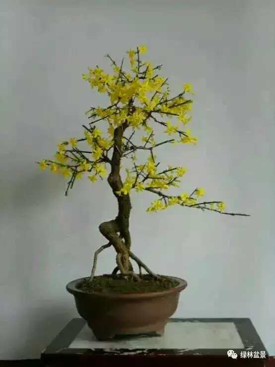 造型独特的迎春花盆景,迎春花盆景有哪些造型特点