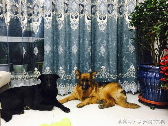 为什么要养狗长毛德牧,长毛德牧是名犬吗