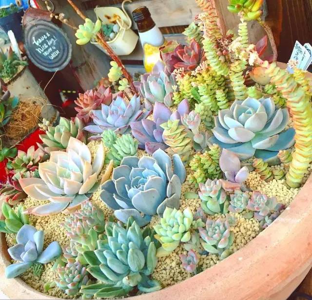 有一家多肉解忧杂货铺是一种怎样的体验