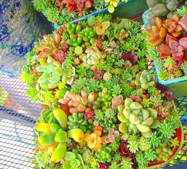 有一家多肉解忧杂货铺是一种怎样的体验