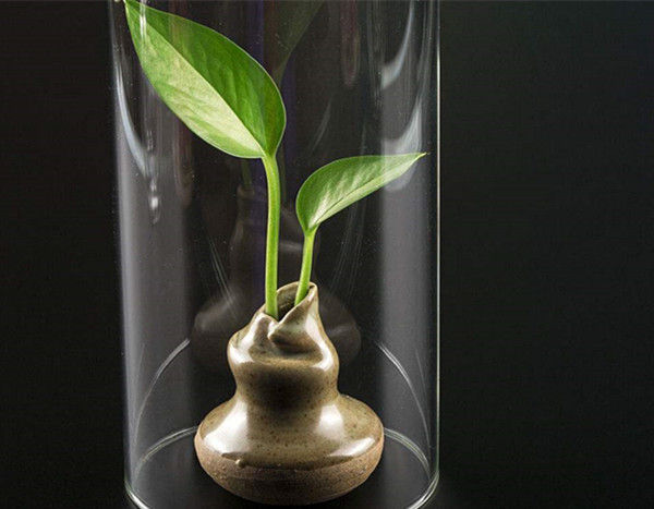 植物吸甲醛好还是活性炭吸甲醛好,芦荟是不是去除甲醛的最好的植物