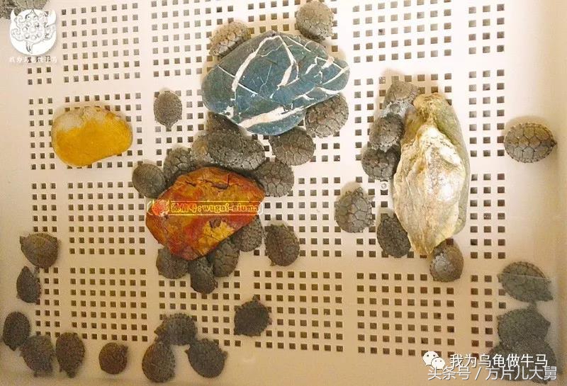 美文欣赏—头有斑、壳有纹、不加温、体型小，还不贵，它就是剃刀