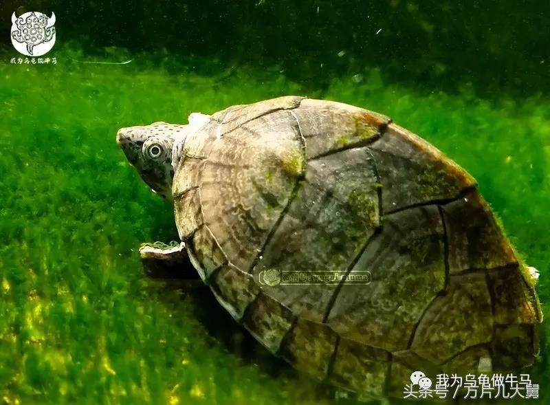 美文欣赏—头有斑、壳有纹、不加温、体型小，还不贵，它就是剃刀