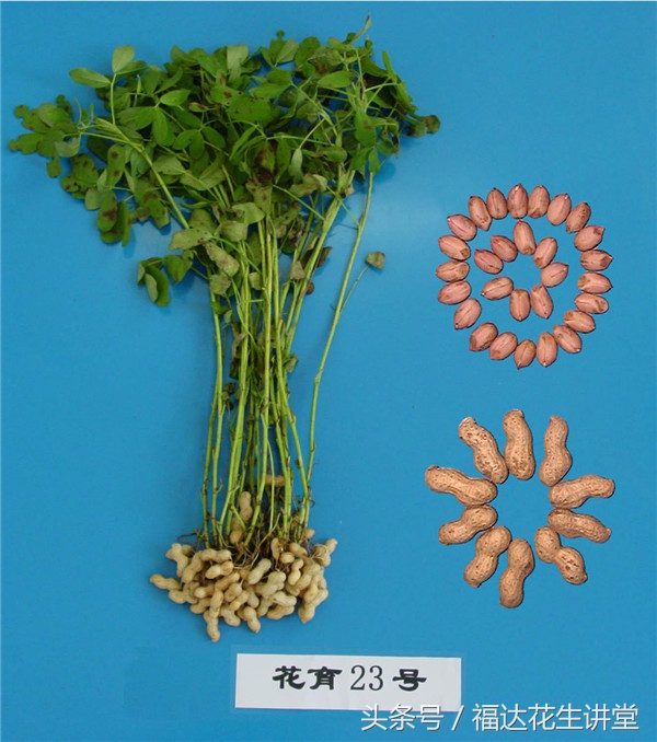 鑺辩敓鍝佺鑺辫偛963,鑺辩敓鍝佺鏈夊ぇ鏋滃拰灏忔灉