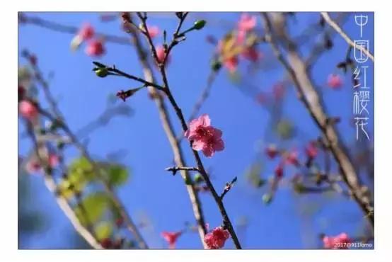 中国有哪些樱花好看,看樱花中国