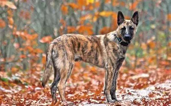 把狗当成狗就是对它最大的尊重,把一只狗从小当成人类养