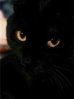 中国珍稀八大名猫,猫在古代如何被用来招财