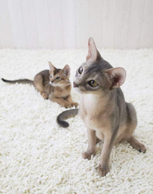 喵星人的3种类型,喵星人类型对照表