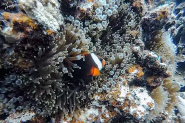 帕劳去玩的人多吗,帕劳到巴厘岛