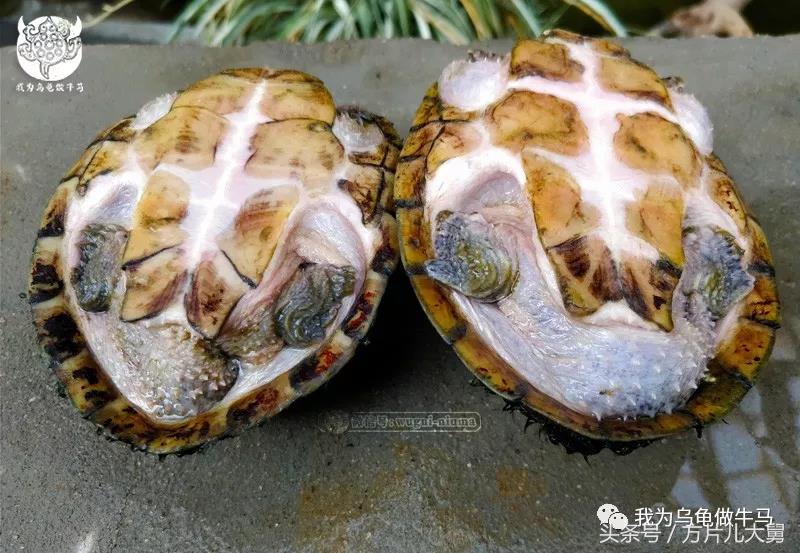 美文欣赏—头有斑、壳有纹、不加温、体型小，还不贵，它就是剃刀