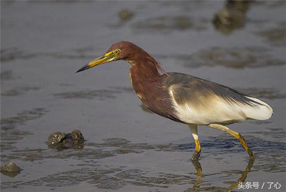 池鹭有几种,池鹭百科知识