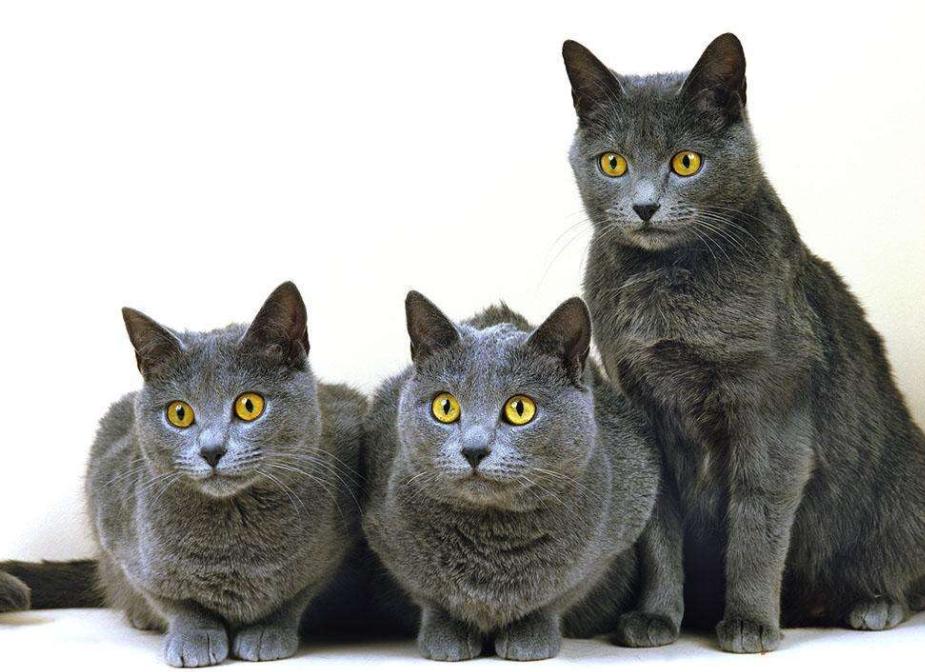 喵星人的3种类型,喵星人类型对照表